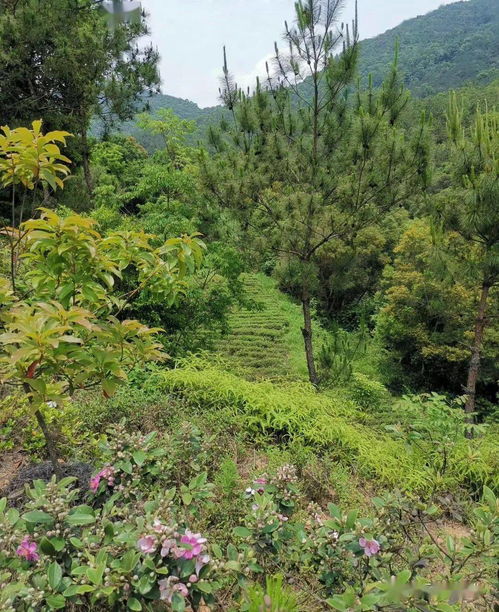 生态茶礼 一份源于自然的绿色祝福