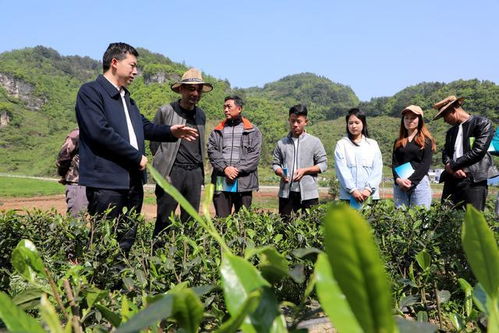 茶叶种植有困难 观山湖区邀请专家送教到田间地头