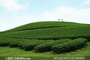 天空白云与茶叶种植园摄影高清图片